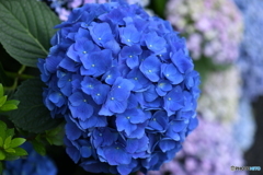 紫陽花