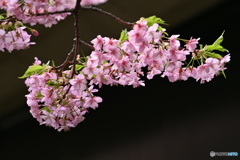 河津桜