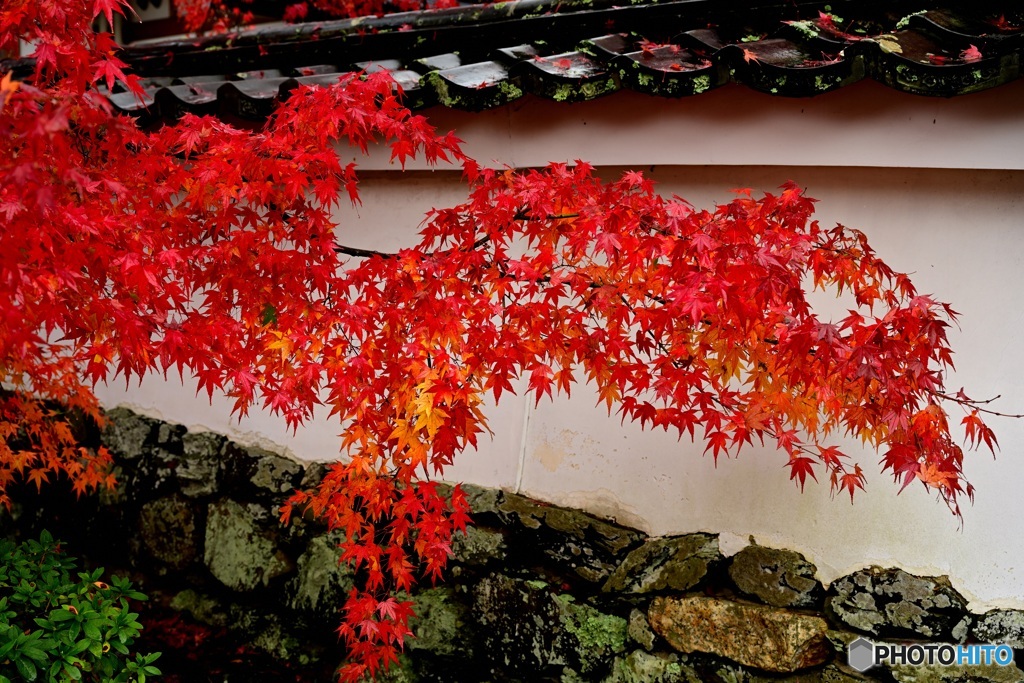 紅葉