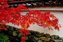 紅葉