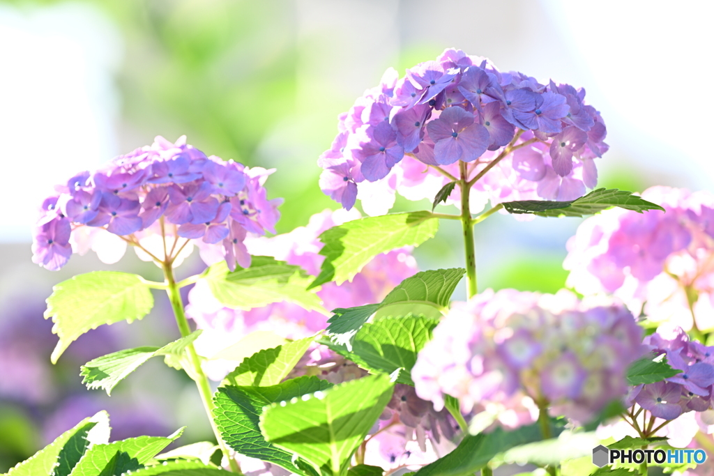 紫陽花