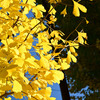 黄葉