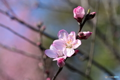 珍しい花
