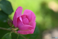 薔薇