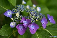 紫陽花