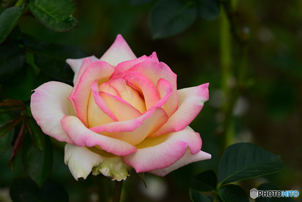 秋薔薇