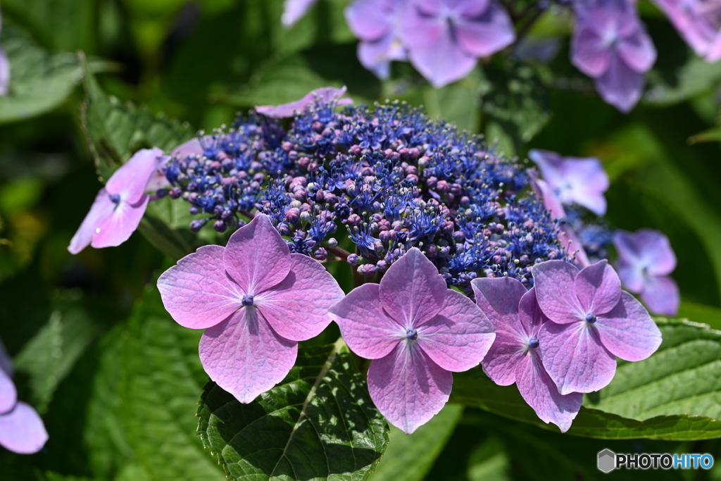 額紫陽花