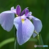 花菖蒲