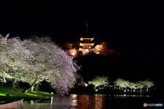 夜桜見物