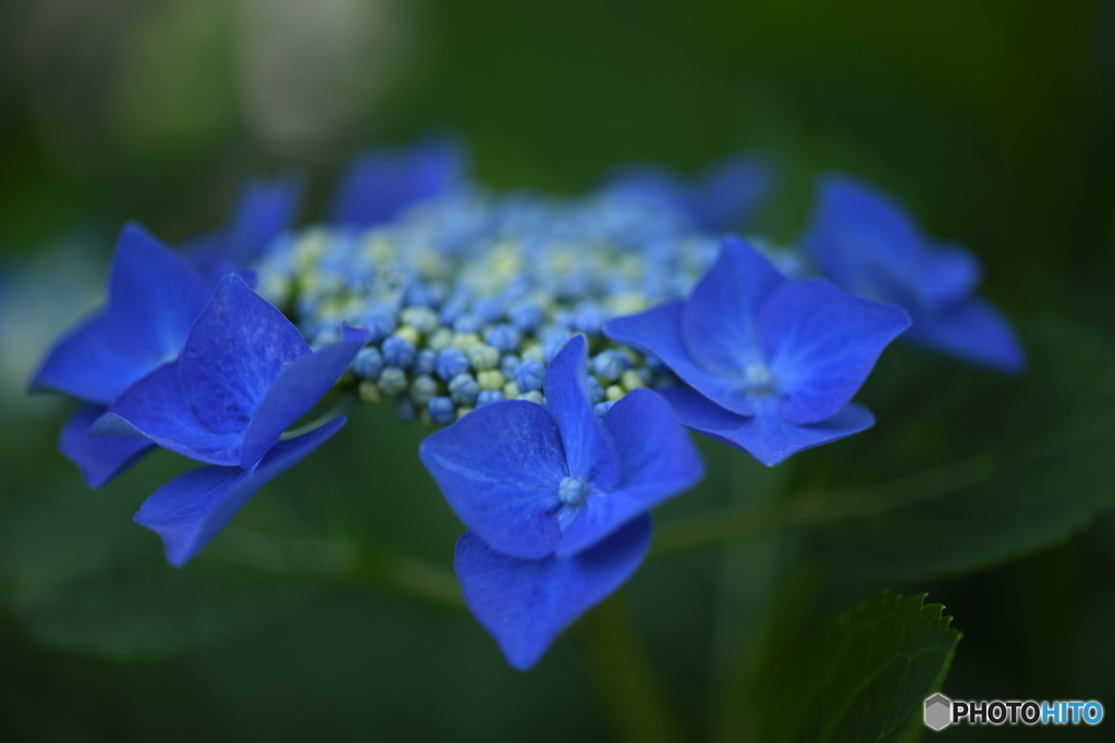 額紫陽花