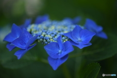 額紫陽花