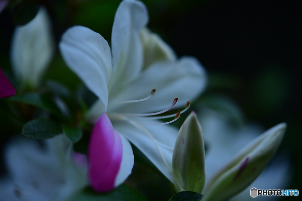 皐月