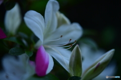 皐月
