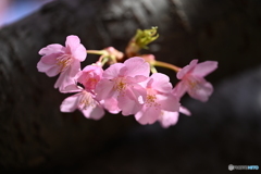 河津桜