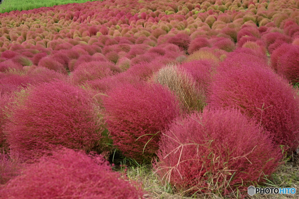 もふもふの箒草