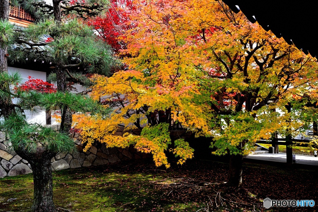 京紅葉