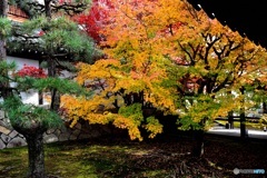 京紅葉