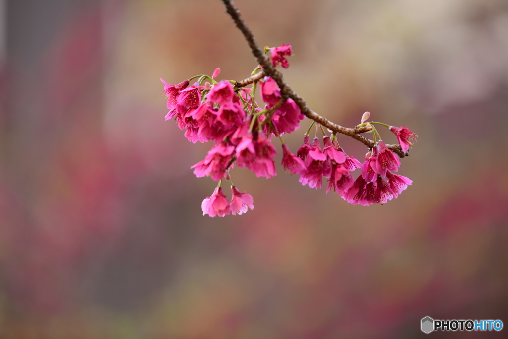 河津桜