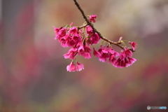 河津桜