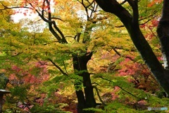 紅葉