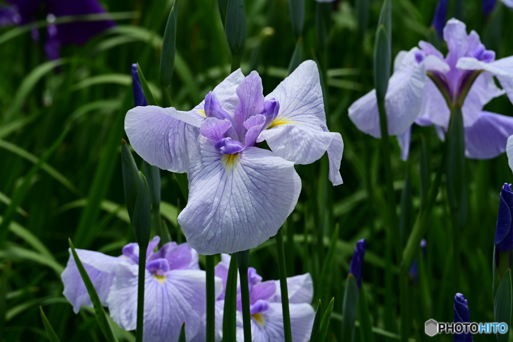 花菖蒲