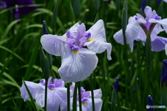花菖蒲