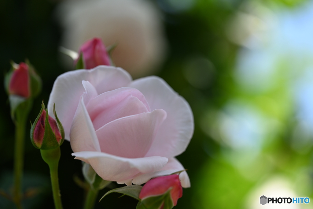 薔薇