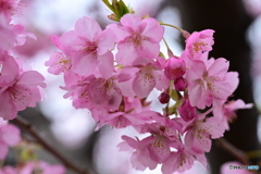 河津桜