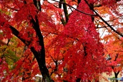 京紅葉