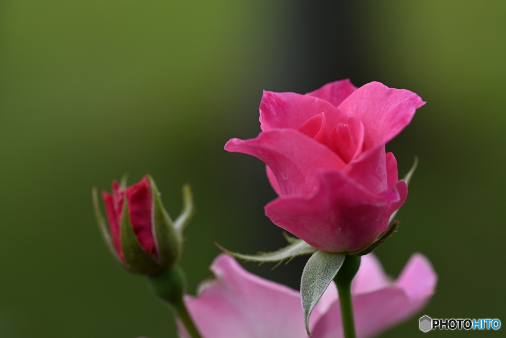 秋の赤い薔薇