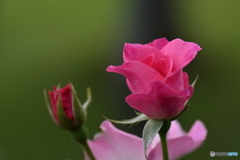 秋の赤い薔薇