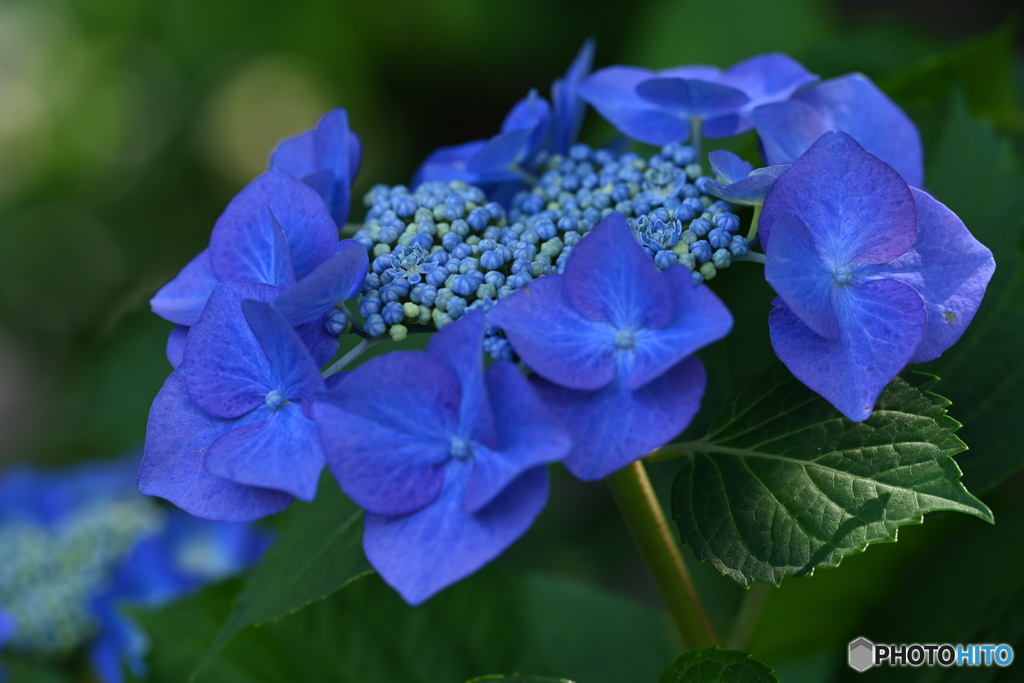 ブルーが似合う花