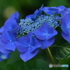 ブルーが似合う花
