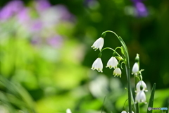 公園の花