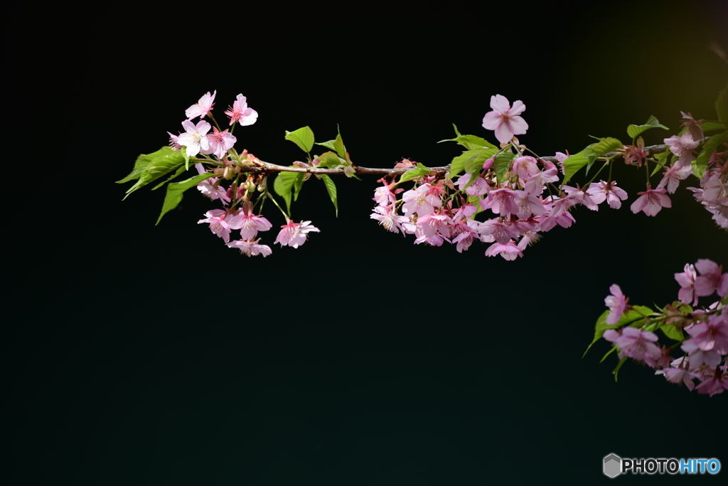 河津桜