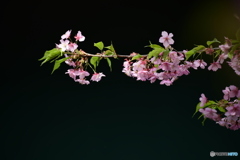 河津桜