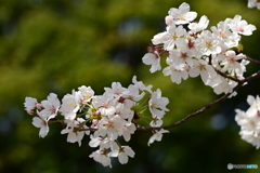 染井吉野