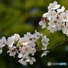 染井吉野