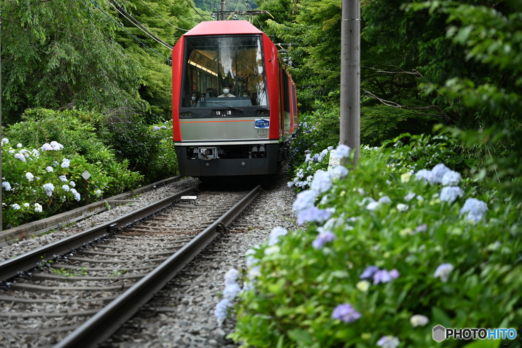 あじさい電車