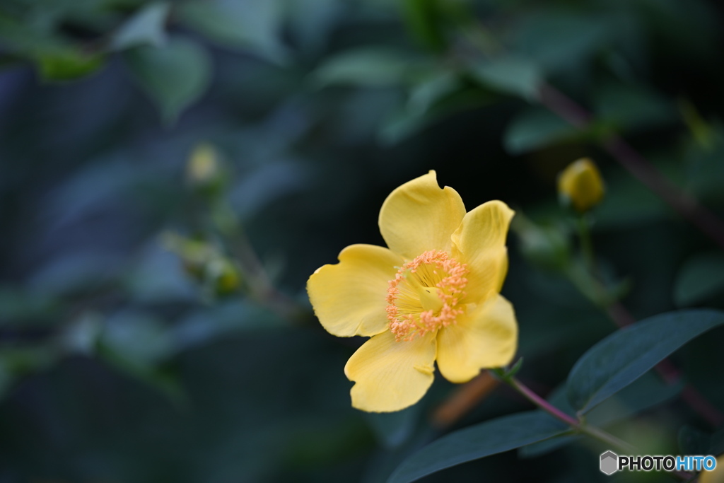 可愛い花