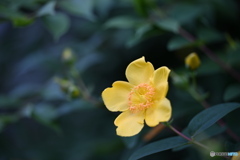 可愛い花