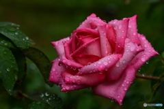 秋薔薇
