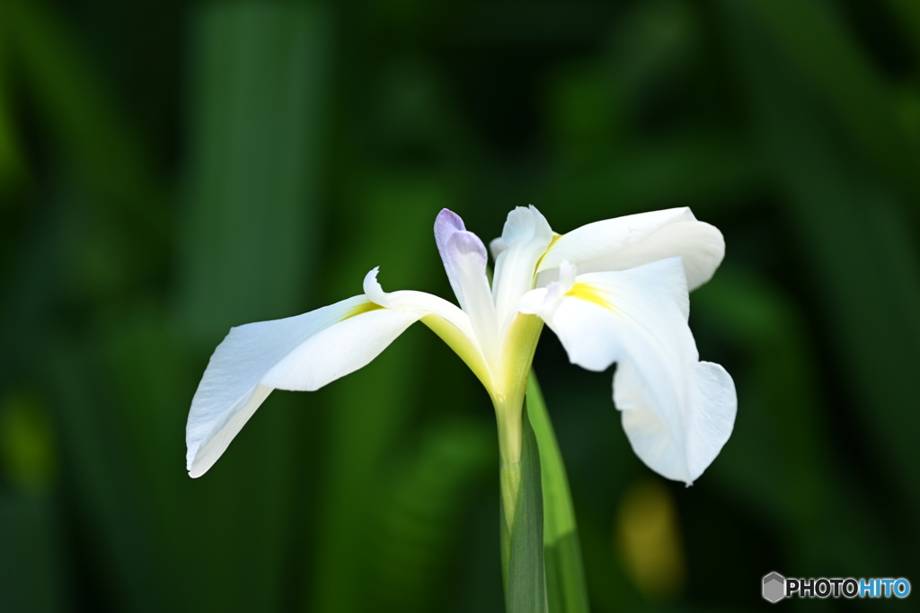 花菖蒲