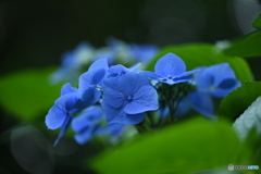 紫陽花