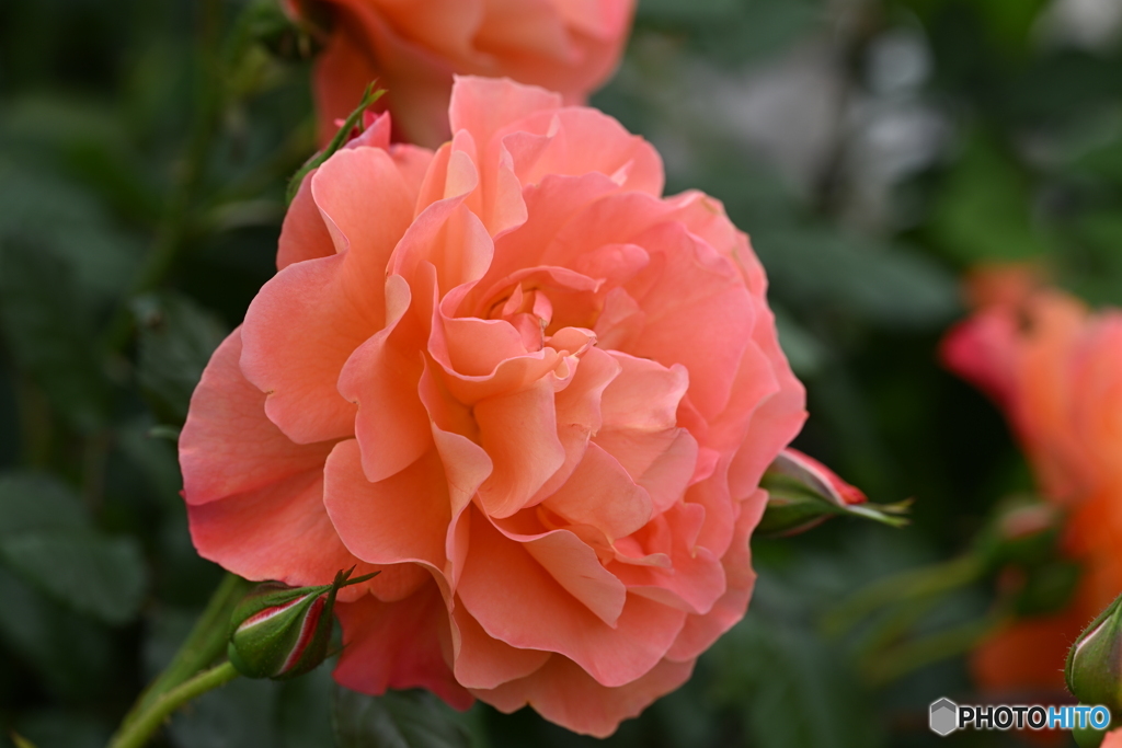 ファファ感の薔薇