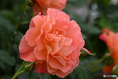 ファファ感の薔薇