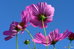 秋桜