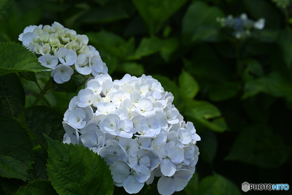 白紫陽花