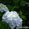 白紫陽花