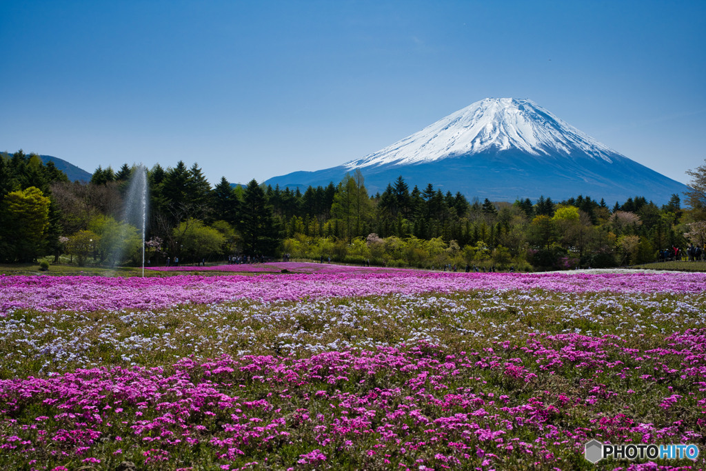 芝桜
